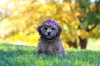 Posie, a female Yorkipoo for sale in Fresno, OH – 1 of 6