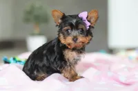 Daisy, a female Yorkshire Terrier for sale in Fresno, OH – Photo 6 of 8