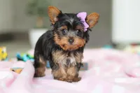 Daisy, a female Yorkshire Terrier for sale in Fresno, OH – Photo 2 of 8