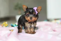 Daisy, a female Yorkshire Terrier for sale in Fresno, OH – Photo 8 of 8
