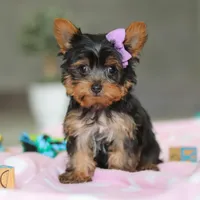 Daisy, a female Yorkshire Terrier for sale in Fresno, OH – Photo 7 of 8