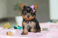 Daisy, a female Yorkshire Terrier for sale in Fresno, OH – Photo 1 of 8