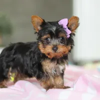 Daisy, a female Yorkshire Terrier for sale in Fresno, OH – Photo 4 of 8
