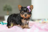 Daisy, a female Yorkshire Terrier for sale in Fresno, OH – Photo 7 of 8