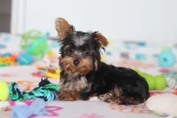 Daisy, a female Yorkshire Terrier for sale in Fresno, OH – Photo 6 of 8