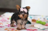 Daisy, a female Yorkshire Terrier for sale in Fresno, OH – Photo 5 of 8