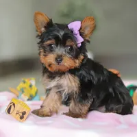 Daisy, a female Yorkshire Terrier for sale in Fresno, OH – Photo 8 of 8