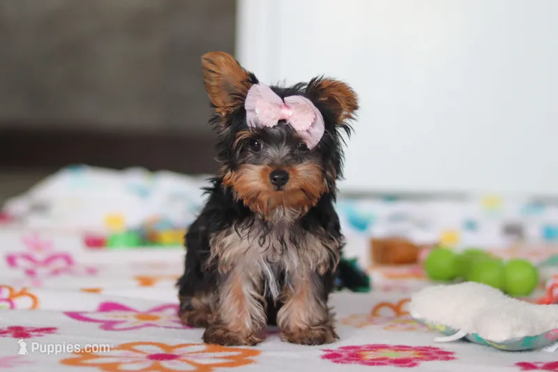 Daisy – Yorkshire Terrier puppy for sale in Fresno, OH