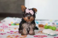 Daisy, a female Yorkshire Terrier for sale in Fresno, OH – Photo 1 of 8