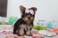 Daisy, a female Yorkshire Terrier for sale in Fresno, OH – Photo 3 of 8