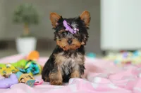 Daisy, a female Yorkshire Terrier for sale in Fresno, OH – Photo 3 of 8