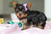 Daisy, a female Yorkshire Terrier for sale in Fresno, OH – Photo 4 of 8
