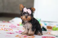 Daisy, a female Yorkshire Terrier for sale in Fresno, OH – Photo 2 of 8