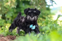 Hunter, a male Miniature Schnauzer for sale in Fresno, OH – 2 of 10