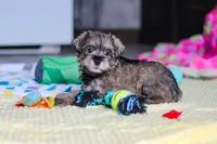 Josie, a female Miniature Schnauzer for sale in Fresno, OH – 8 of 10