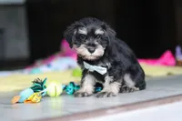 Arthur, a male Miniature Schnauzer for sale in Fresno, OH – 7 of 7