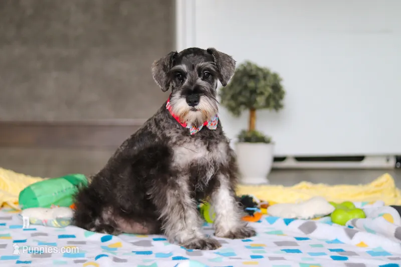 Layla – Miniature Schnauzer puppy for sale in Fresno, OH