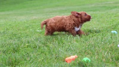 Dixie, a female Cavapoo for sale in Fresno, OH – 10 of 10