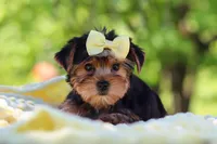 Miley, a female Yorkshire Terrier for sale in Fresno, OH – 5 of 10