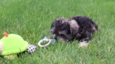 Charlie, a male Miniature Schnauzer for sale in Fresno, OH – 10 of 10