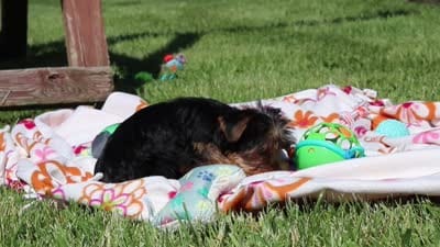 Miley, a female Yorkshire Terrier for sale in Fresno, OH – 10 of 10