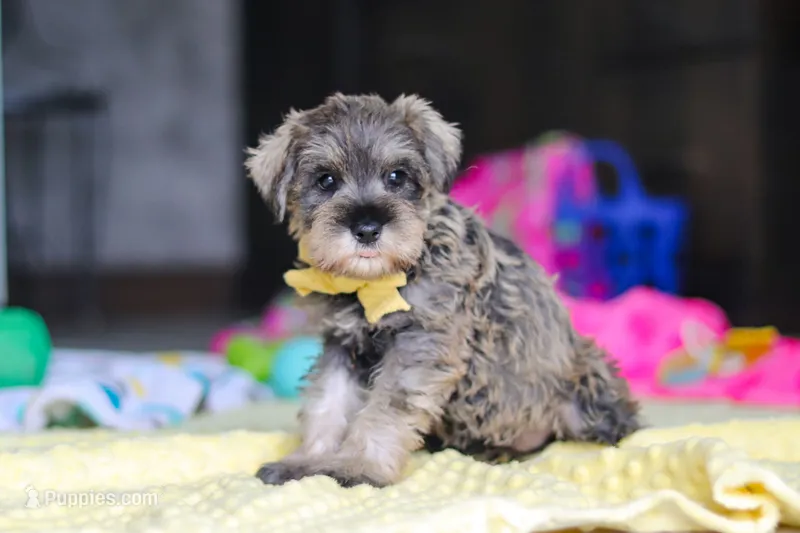 Henry – Miniature Schnauzer puppy on hold in Fresno, OH