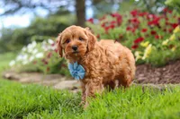 Nash, a male Cavapoo for sale in Fresno, OH – 4 of 8