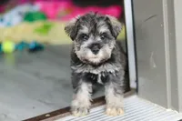 Clementine, a female Miniature Schnauzer for sale in Fresno, OH – 3 of 10