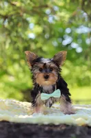 Ollie, a male Yorkshire Terrier for sale in Fresno, OH – 8 of 10