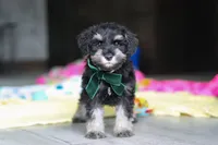 Percy, a male Miniature Schnauzer for sale in Fresno, OH – 3 of 10