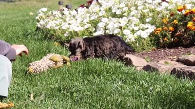 Callie, a female Miniature Schnauzer for sale in Fresno, OH – 10 of 10