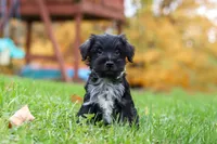 Jude, a male Miniature Schnauzer for sale in Fresno, OH – 2 of 7