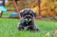 Leo, a male Miniature Schnauzer for sale in Fresno, OH – 7 of 8