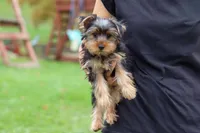 Jasper, a male Yorkshire Terrier for sale in Fresno, OH – 5 of 9