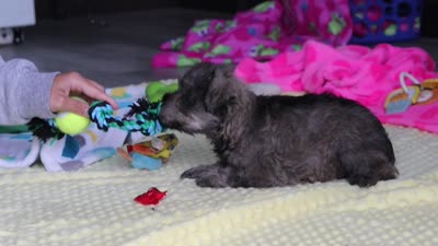 Josie, a female Miniature Schnauzer for sale in Fresno, OH – 10 of 10
