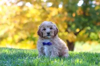 Asher, a male Yorkipoo for sale in Fresno, OH – 6 of 7