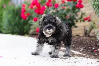 Callie, a female Miniature Schnauzer for sale in Fresno, OH – 4 of 6