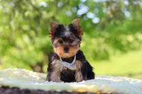 Bolt, a male Yorkshire Terrier for sale in Fresno, OH – 5 of 10