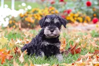 Rowan, a male Miniature Schnauzer for sale in Fresno, OH – 3 of 8