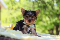 Drake, a male Yorkshire Terrier for sale in Fresno, OH – 6 of 10