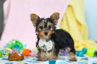 Ollie, a male Yorkshire Terrier for sale in Fresno, OH – Photo 6 of 7