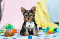 Ollie, a male Yorkshire Terrier for sale in Fresno, OH – Photo 2 of 7