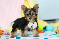 Ollie, a male Yorkshire Terrier for sale in Fresno, OH – Photo 5 of 7
