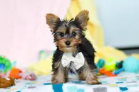 Ollie, a male Yorkshire Terrier for sale in Fresno, OH – Photo 4 of 7