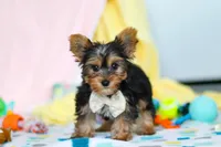 Ollie, a male Yorkshire Terrier for sale in Fresno, OH – Photo 3 of 7
