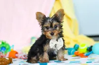 Ollie, a male Yorkshire Terrier for sale in Fresno, OH – Photo 1 of 7