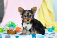 Ollie, a male Yorkshire Terrier for sale in Fresno, OH – Photo 7 of 7