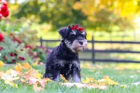 Eva, a female Miniature Schnauzer for sale in Fresno, OH – 3 of 9