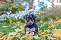 Leon, a male Miniature Schnauzer for sale in Fresno, OH – 8 of 10