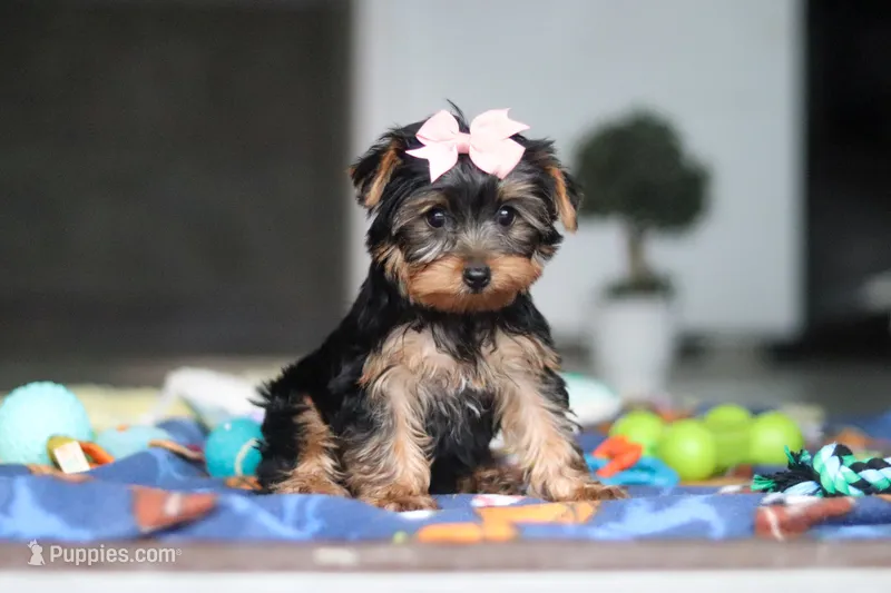 Cali  – Yorkshire Terrier puppy for sale in Fresno, OH